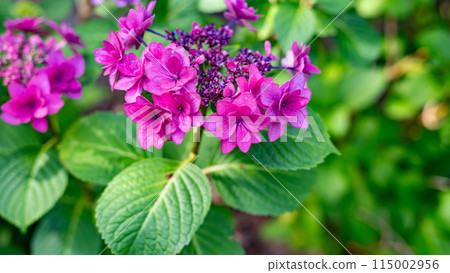 Hydrangeas at Hiroshima Botanical Garden 115002956