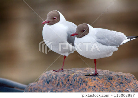 Two black-headed gulls are almost indistinguishable from each other Two black-headed gulls are almost indistinguishable from each other 115002987