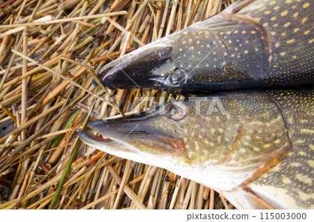 large pikes 115003000