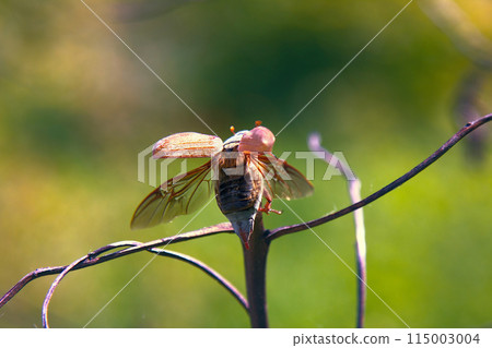 may beetle flies 115003004