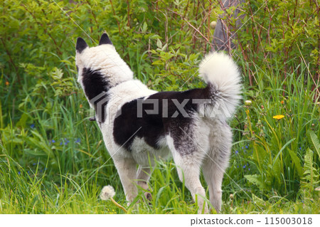 pet dog husky in countryside in summer pet dog husky in countryside in summer 115003018