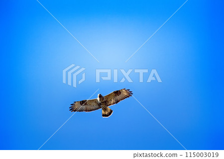 Rough-legged Buzzard flying over nest. Rough-legged Buzzard flying over nest. 115003019