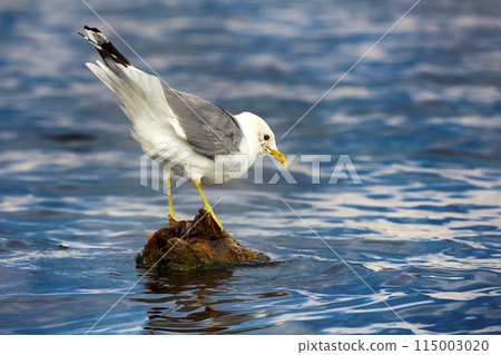 Common gull (Larus canus, adult) 115003020