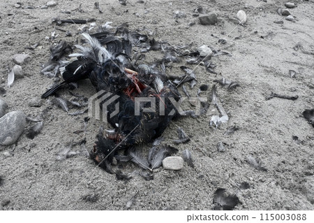 Black Grouse (male) hit by car on roadside Black Grouse (male) hit by car on roadside 115003088