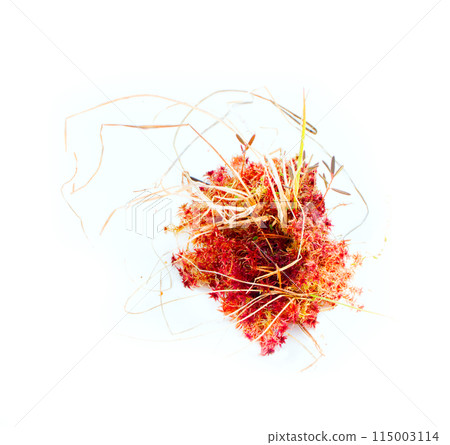 natural moss decoration on white background natural moss decoration on white background 115003114