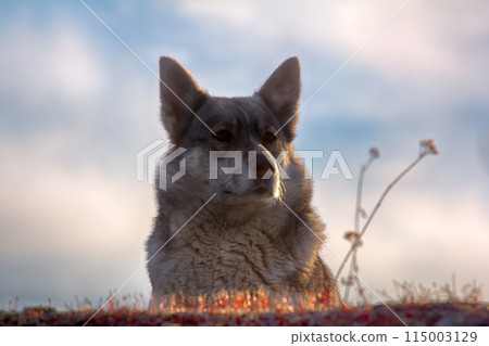 East Siberian Laika East Siberian Laika 115003129