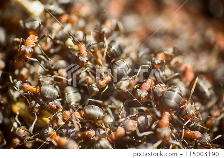 ants moving in anthill Marco ants moving in anthill Marco 115003190