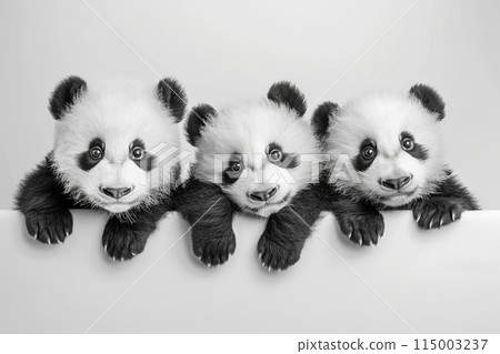Three adorable baby panda bears curiously look over a white wall 115003237