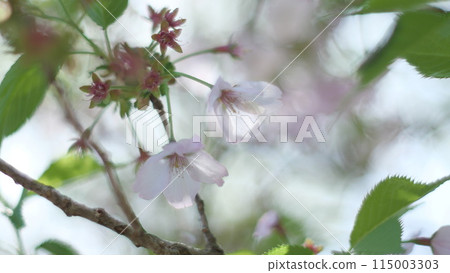 Leaves cherry tree 115003303