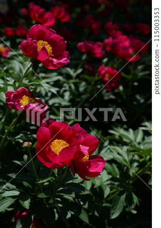 Button (red) 115003353