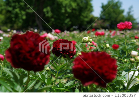 Button (red) 115003357