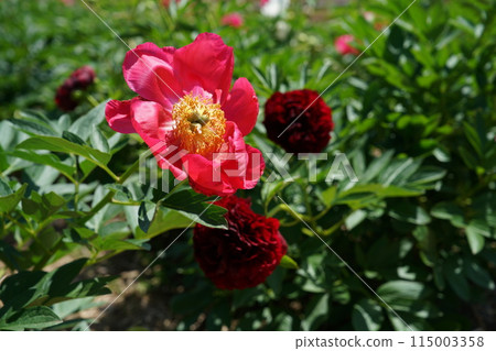 Button (red) 115003358