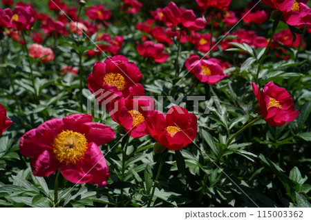 Button (red) 115003362