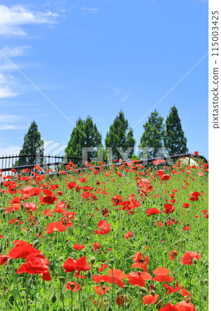 都立阿基魯台公園紅罌粟田 都立阿基魯台公園紅罌粟田 115003425