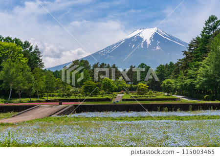 (山梨縣)富士吉田市皇家森林公園 透過粉蝶藍色地毯的富士山 (山梨縣)富士吉田市皇家森林公園 透過粉蝶藍色地毯的富士山 115003465