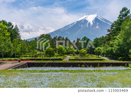 (Yamanashi Prefecture) Fujiyoshida City Onshirin Garden - Mount Fuji seen through a blue carpet of nemophila 115003469
