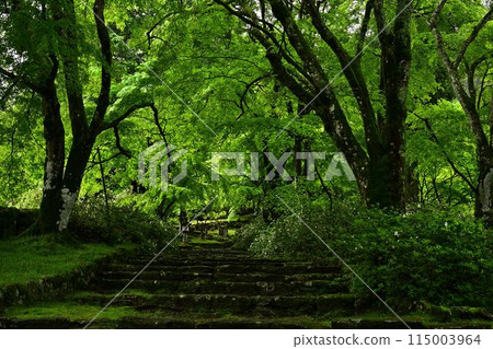 Kogenji Temple's green autumn leaves 115003964