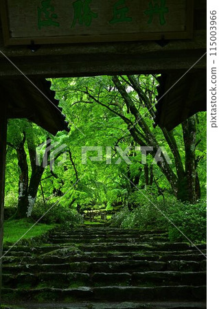 高源寺的綠色秋葉 115003966