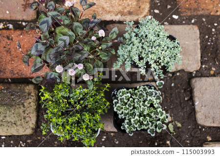 Ground Cover Plants 115003993