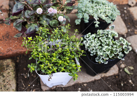 Ground Cover Plants 115003994