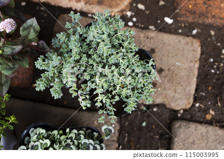地被植物 115003995