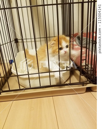 孩子 蘇格蘭折耳貓 孩子 蘇格蘭折耳貓 115004141