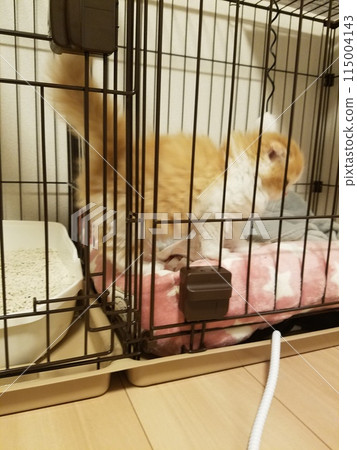 孩子 蘇格蘭折耳貓 孩子 蘇格蘭折耳貓 115004143