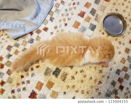 孩子 蘇格蘭折耳貓 孩子 蘇格蘭折耳貓 115004155