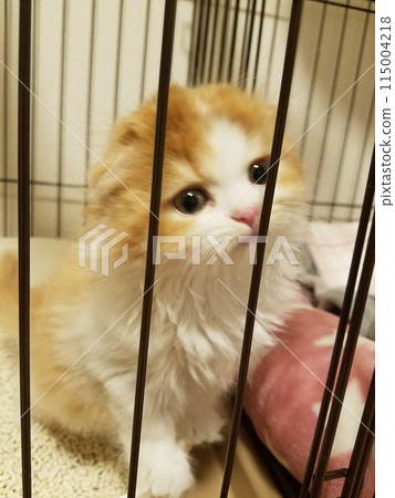 孩子 蘇格蘭折耳貓 115004218