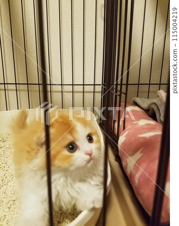 孩子 蘇格蘭折耳貓 孩子 蘇格蘭折耳貓 115004219