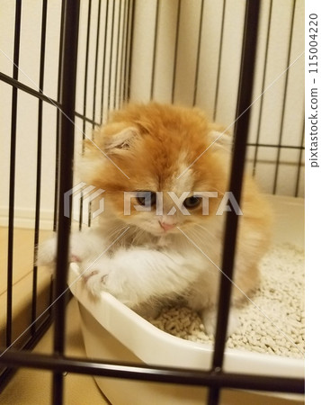 孩子 蘇格蘭折耳貓 115004220