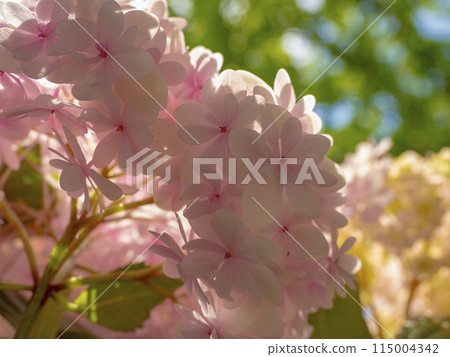 Pink hydrangea flowers in full bloom 115004342
