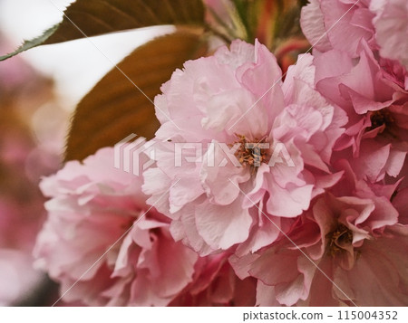 Yaezakura Yaezakura 115004352