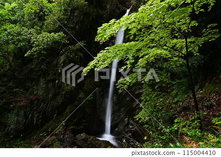 Fresh greenery at Tokko Falls Fresh greenery at Tokko Falls 115004410