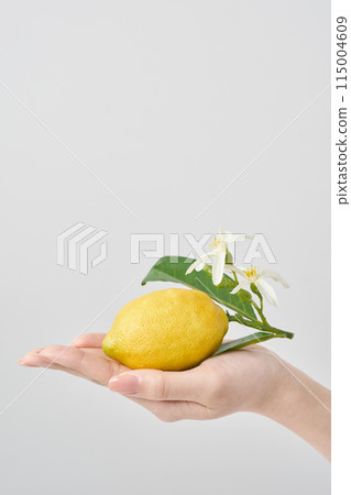 手掌上有葉子的檸檬 115004609
