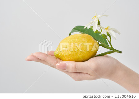 手掌上有葉子的檸檬 115004610