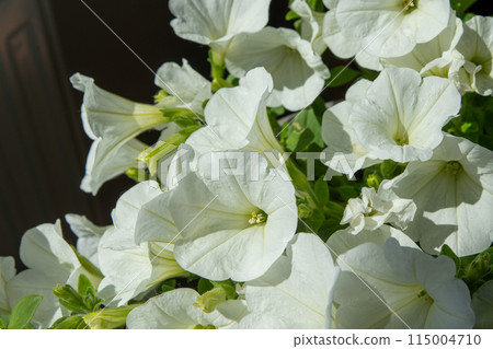 White petunia. Surfinia flower buds. 115004710