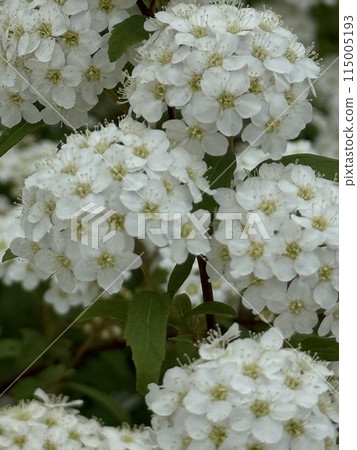 White flowers blooming in Hawaii 115005193