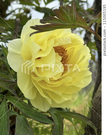 夏威夷盛開的黃色花朵 115005195