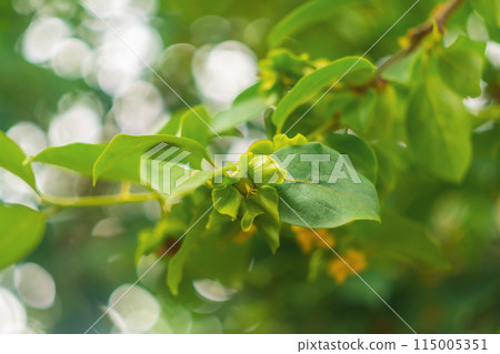 A faded flower of a persimmon tree that has begun to grow a young fruit. Fruit trees and cultivation of fruit plants for harvesting and sale 115005351