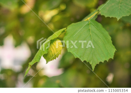 A green branch of a hazelnut tree with large green leaves on a blurred yellow-green background of tree shadows on a sunny summer day. Warm weather atmosphere under the canopy of trees A green branch of a hazelnut tree with large green leaves on a blurred yellow-green background of tree shadows on a sunny summer day. Warm weather atmosphere under the canopy of trees 115005354