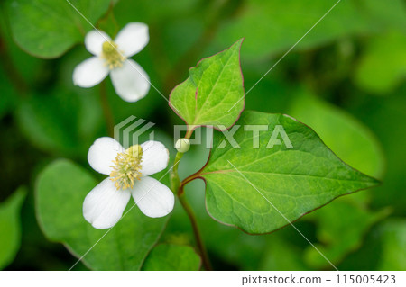 Houttuynia cordata in the rain 115005423