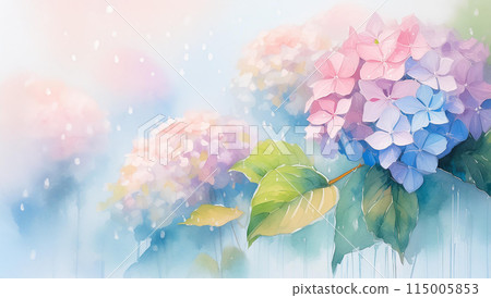 hydrangea   115005853
