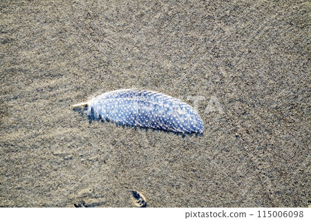 Beautiful feather with water drops on the beach Beautiful feather with water drops on the beach 115006098
