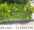 wall covered with ivy 115006390