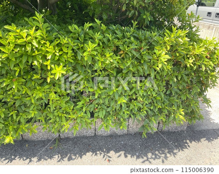 wall covered with ivy 115006390