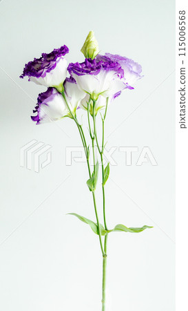 春秋紫色花朵土耳其風鈴草 115006568