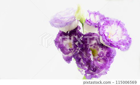 春秋紫色花朵土耳其風鈴草 115006569