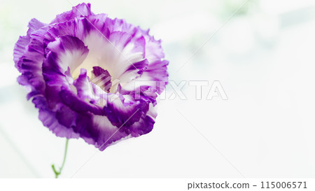春秋紫色花朵土耳其風鈴草 115006571