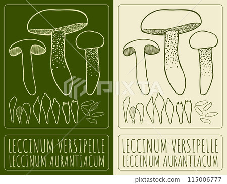 Vector drawing LECCINUM VERSIPELLE. Hand drawn illustration. The Latin name is LECCINUM AURANTIACUM 115006777